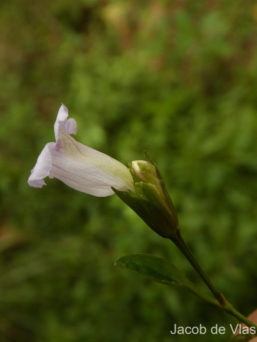 Strobilanthes deflexa T.Anderson